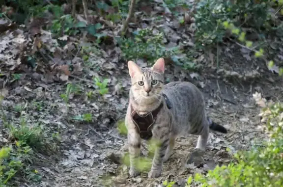 Animaux perdus Allan, photo: Chat perdu, La Cotte, 17, Allan - tigré marron, gris, noir