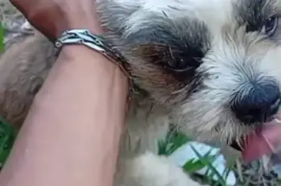 Cachorro perdido Macho (brl002539) - photo