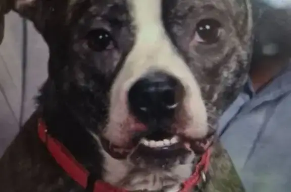 Lost Male Dog, Putnam Street North, 105, Springdale - Brindle with distinctive markings - photo