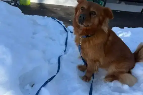 Missing dog Male, West Babylon (usl533494) - photo