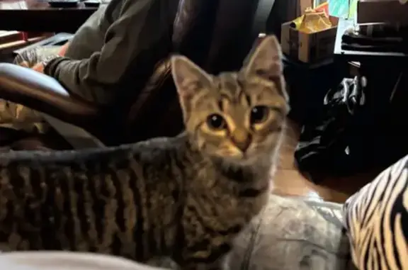 Lost female cat, 12th Street,...