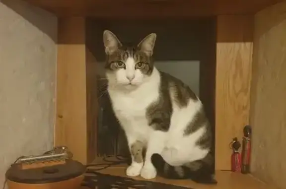 Animaux perdus Carpiquet, photo: Perdu chat mâle tigré blanc et gris, Place Abbé Lamy, Carpiquet