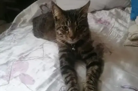 Chat perdu, Gorron, photo: Chat perdu, Rue Maurice Ravel, Gorron - gris tigré avec collier léopard