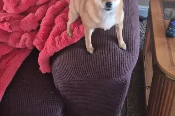 Lost dog, Duchesne, San Bernar...