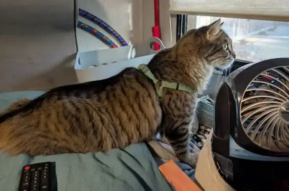 Lost male cat, South 1150 West...