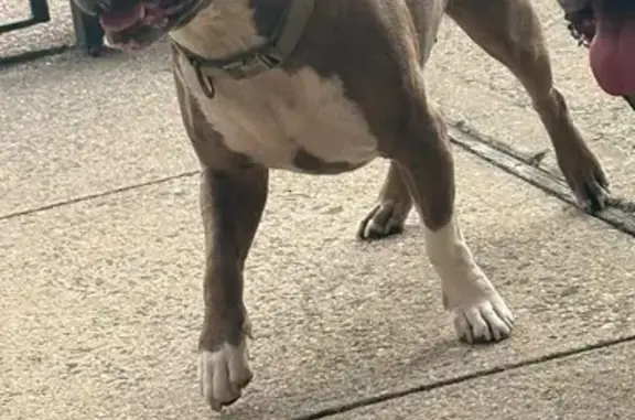 Lost Female Dog, Euclid Avenue, New York - Staffy Pit, Brindle with White - photo