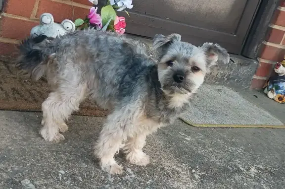 Lost male dog, Edgehill Drive, Johnson City - needs medication - photo