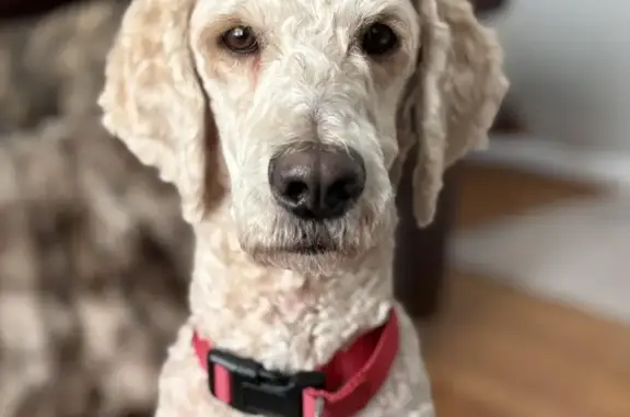 Lost male dog, Red Oak Court, Kildeer - cream colored poodle - photo