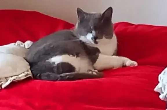 Animaux perdus Poitiers, photo: Perdu chat mâle, Saint-Georges-lès-Baillargeaux, Poitiers - Gris et blanc