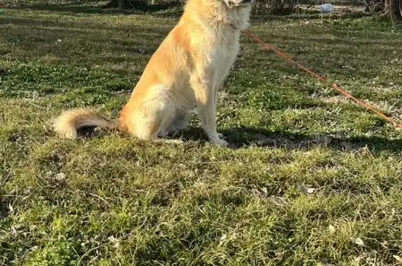 Lost male dog, North 14th Stre...