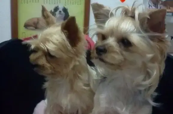 Lost female dog, Lum Road, Irm...