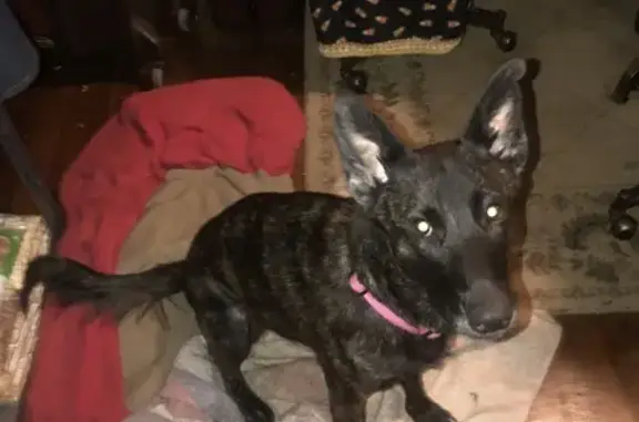 Lost female dog, Pacific Stree...