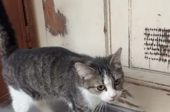 Animaux trouvés Vichy, photo: Trouvé chat, Avenue de la Marne, Vichy - femelle apeurée