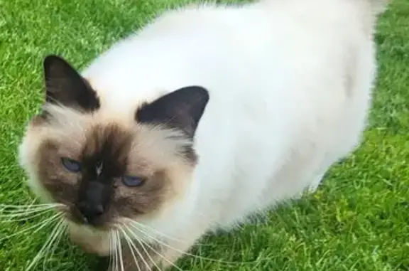 Chat perdu, Baisieux, photo: Chat perdu, Baisieux, Hauts-de-France - ne sortait jamais loin