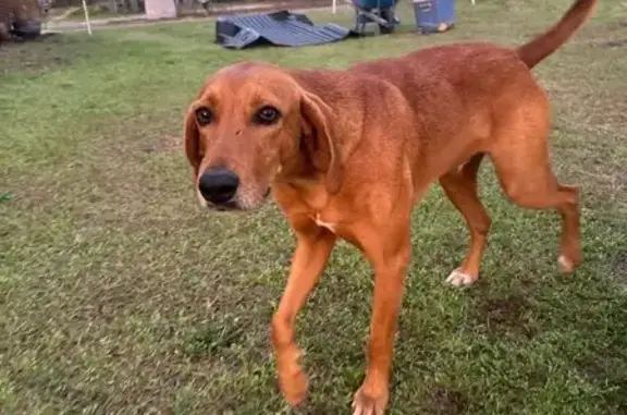 Lost male dog, Calks Ferry Roa...