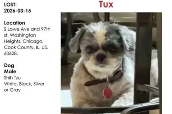 Lost dog, South Lowe Avenue, Chicago - male Shih Tzu with stomach issues - photo
