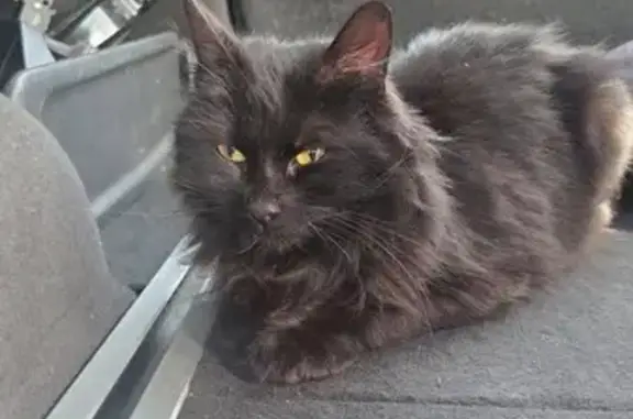 Chat perdu, Valentigney, photo: Chat perdu, Rue des Buis, 18, Valentigney - femelle noire aux yeux jaunes