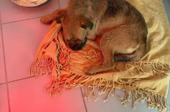 Animaux trouvés Courtenay, photo: Chien trouvé, Courtenay, Centre-Val de Loire - petit terrier marron
