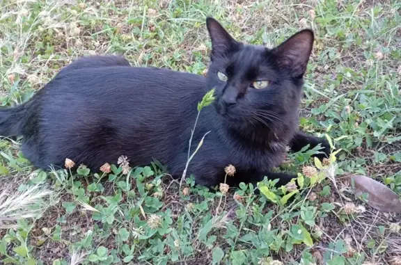 Animaux perdus L'Isle-d'Abeau, photo: Chat perdu, Rue d'Alembert, L'Isle-d'Abeau - craintif et castré