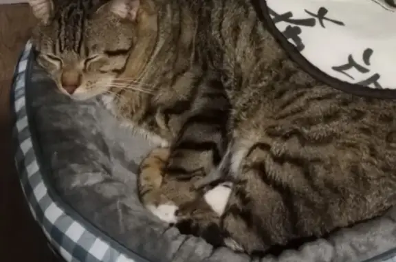 Lost male cat, Cornwell Street, Cape Town - photo