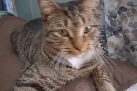 Lost male cat, Tellico Plains,...