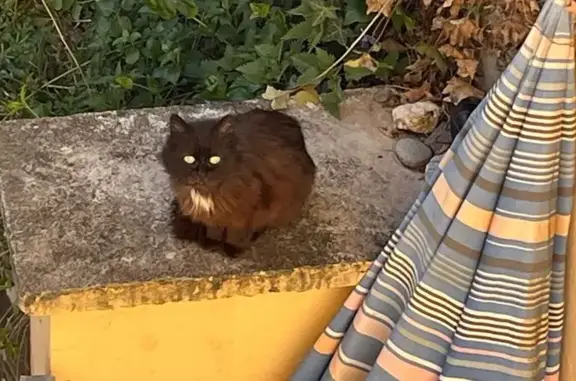 Animaux trouvés Caen, photo: Trouvé chat, Avenue du Mamelon Vert, Cauterets - poil long noir