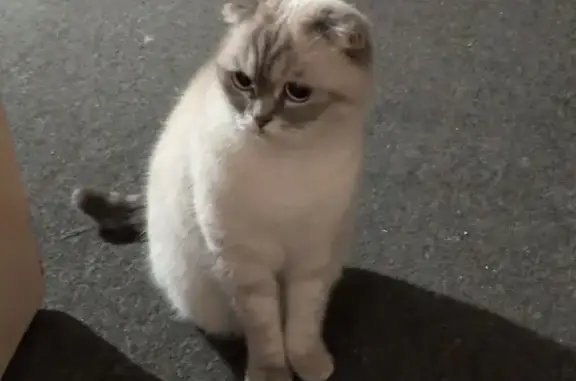 Зникла кішка, Галицька вулиця, Івано-Франківськ - місце травми хвоста - photo