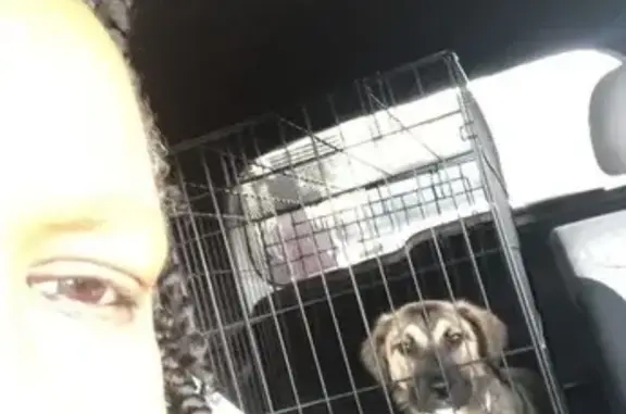 Lost Female Dog, Balalaika Roa...