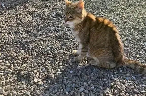 Chat trouvé Héricourt, photo: Trouvé Chat mâle, Avenue de Saint-Valbert, Héricourt - tigré roux