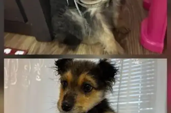 Знайдено собаку Хмельницький, фото: Знайдено собаку з ошийником, вулиця Сковороди, 12, Хмельницький