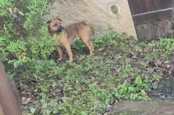 Animaux trouvés Courtenay, photo: Trouvé Chien mâle, Rue de la Mairie, Savigny-sur-Clairis - terrier marron