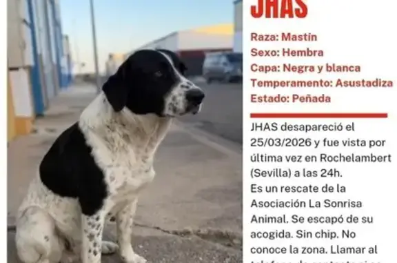 Perdido perro hembra, Calle Simón Bolívar, Sevilla - madrina blanca con manchas negras - photo