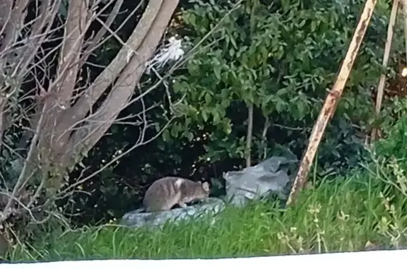 Animaux trouvés Les Pennes-Mirabeau, photo: Chat trouvé, Avenue Etienne Rabattu, Les Pennes-Mirabeau - gris et blanc avec tâche blanche