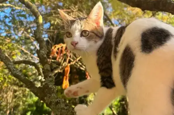 Perdu Chat homme, Rue du Maupas, 18, Aure sur Mer, Port-en-Bessin-Huppain - tigre et blanc - photo