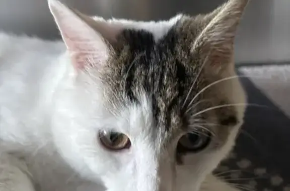 Animaux trouvés Courrières, photo: Trouvé Chat mâle, Chemin de la Buisse, 40, Courrières - queue tigrée