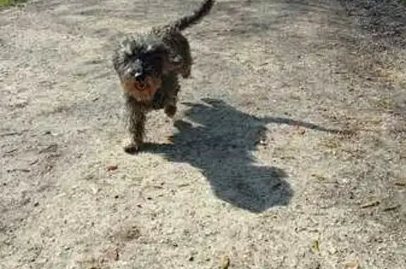 Chien perdu Clamart, photo : Perdu Chien, Rue de Meudon, 1, Clamart - teckel à poil dur