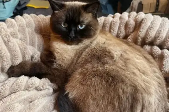 Зник кіт, вулиця Якова Раппопорта, Львів - сіамський окрас, голубі очі - photo