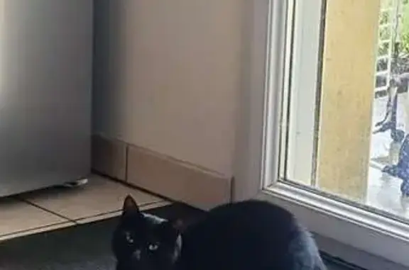 Animaux perdus Plouédern, photo: Chat perdu, Plouédern, Lamballe - noire aux yeux jaunes