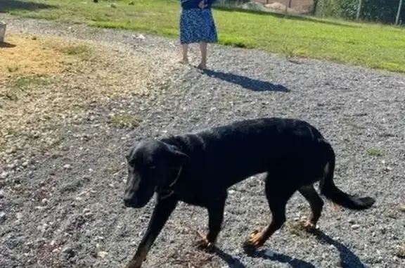 Perdu chien femme, Chez Joumier, 2, Coteaux-du-Blanzacais, Angoulême - beauceron noir - photo