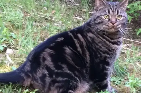 Chat perdu, Avenue du Général Leclerc, Saint-Rémy-lès-Chevreuse - gros chat tigré marron - photo