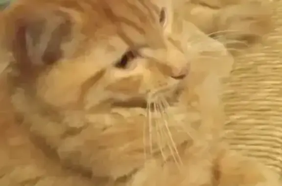 Chat perdu, Plombières-les-Bains, photo: Chat perdu, Le Moineau, 8, Le Val-d'Ajol - Kyo, roux à long poils
