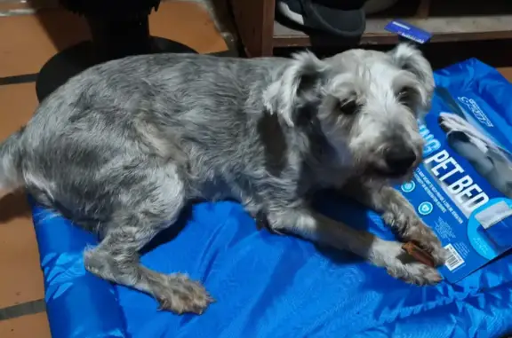 Perdido perro macho, Calle Hierbabuena, Guadalupe - schnauzer gris - photo