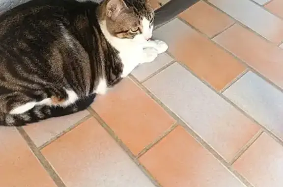 Animaux trouvés Cognac, photo: Trouvé Chat homme, Rue Paul Cézanne, Cognac - gris et blanc