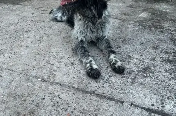 Animaux trouvés Bully-les-Mines, photo: Trouvé Chien, Rue Narcisse Houcke, Bully-les-Mines - noir et blanc