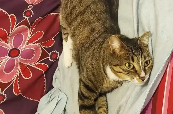 Chat perdu, Impasse Officier Pierre Rezeau, La Roche-sur-Yon - mâle tigré brun - photo