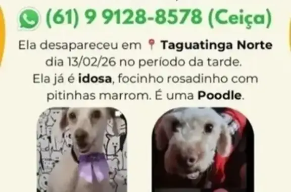 Busca de animais de estimação, foto: Cachorro perdido Fêmea (brl002540)