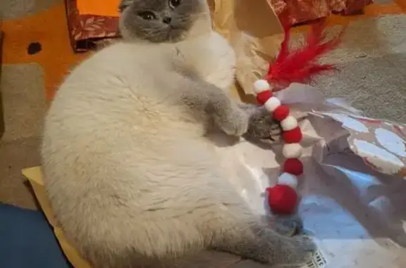 Lost female cat, Bowood Avenue, Adel - white fluffy with grey markings - photo