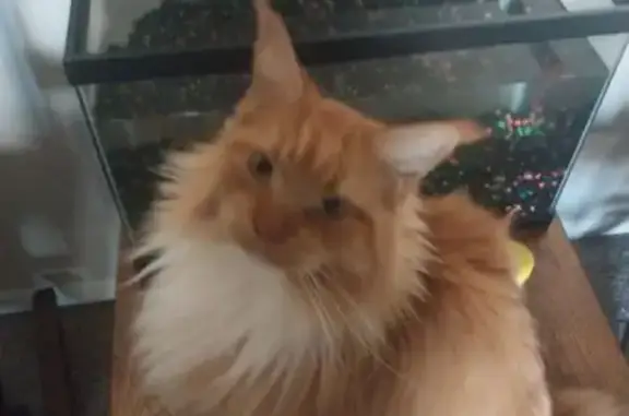 Lost female cat, Keen Avenue,...