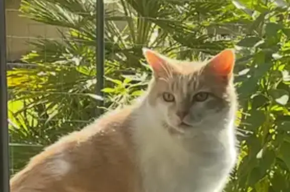 Animaux perdus Pontivy, photo: Perdu Chat homme, Rue des Nautoniers, Billiers - roux et blanc
