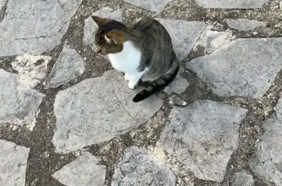 Chat perdu, Marvejols, Toulouse - Gris tigré avec collier rouge - photo